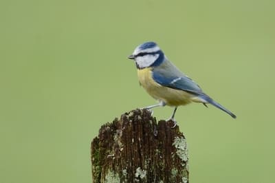 Bleu Tit