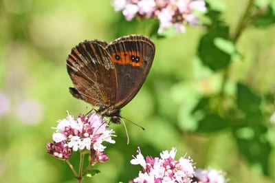 Scotch Argus