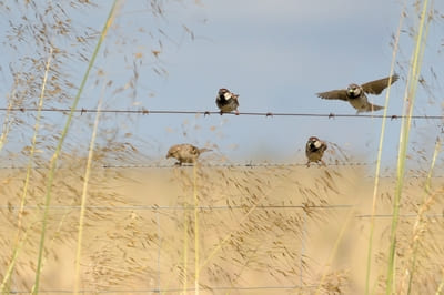 Spanish Sparrow