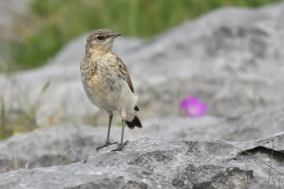 Northern Wheatear