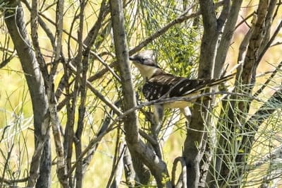 Great Spooted Cuckoo