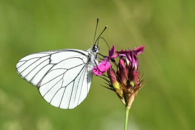 Black-veined White