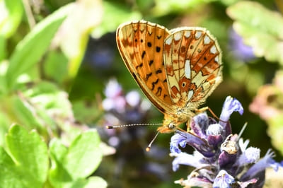 Pearl-bordered Fritillary