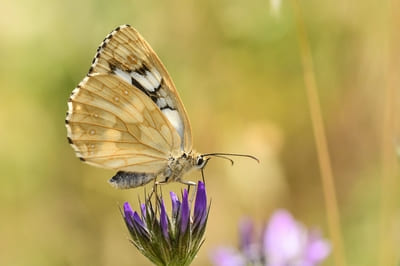 Balkan Marbled White