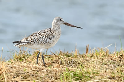 Bar-tailed Godwit