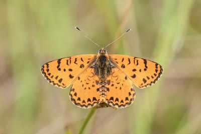 Spotted Fritillary