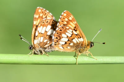 Duke of Burgundy