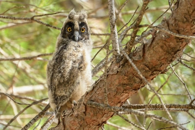 Long-eared Owl