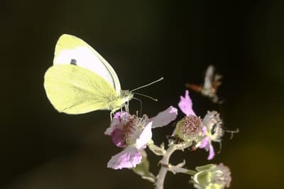 Southern Small White