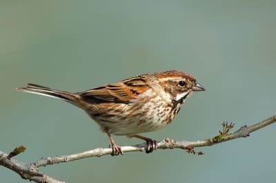 Reed Bunting