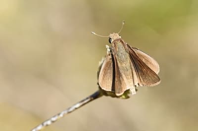 Mediterranean Skipper