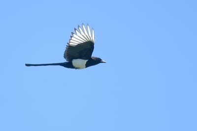 Eurasian Magpie