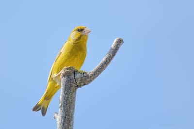 Western Greenfinch