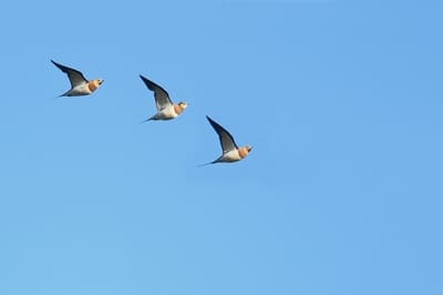 Pintailed Sandgrouse