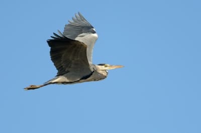 Grey Heron