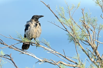 Hooded Crow