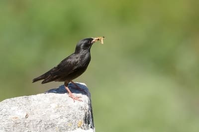 Spotless Starling