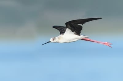 Black-winged Stilt