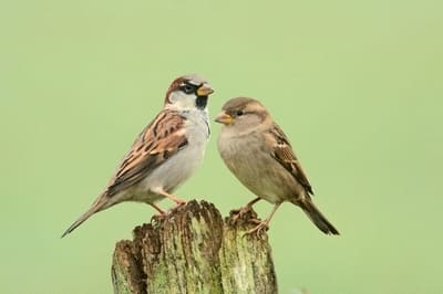 House Sparrow