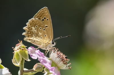 Meleager’s Blue