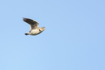 Eurasian Sky Lark