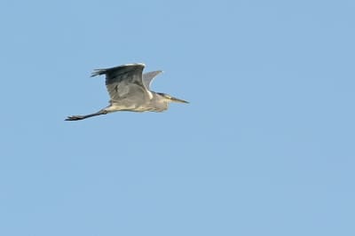 Grey Heron