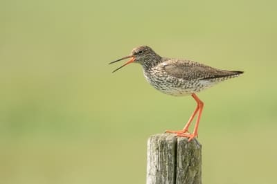 Common Redshank