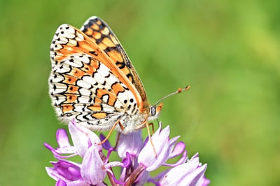 Glanville Fritillary