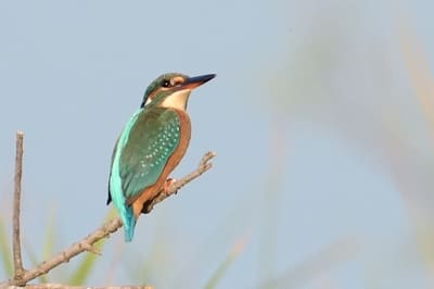 River Kingfisher