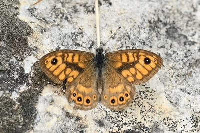 Wall Brown