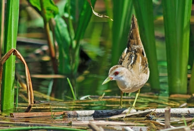 Little Crake