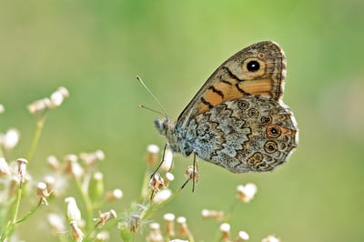 Wall Brown