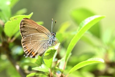 Black Hairstreak