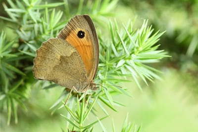 Meadow Brown