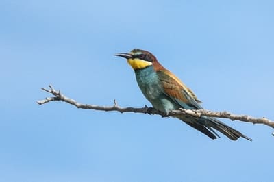 European Bee Eater