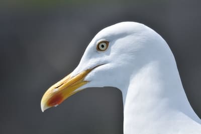 Herring Gull