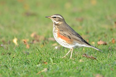 Redwing