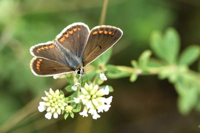 Brown Argus