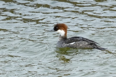 Smew