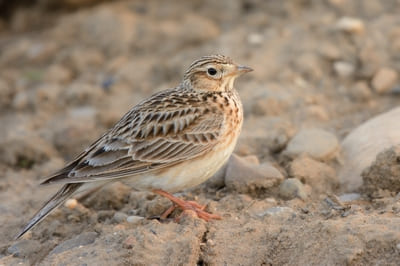 Eurasian Sky Lark