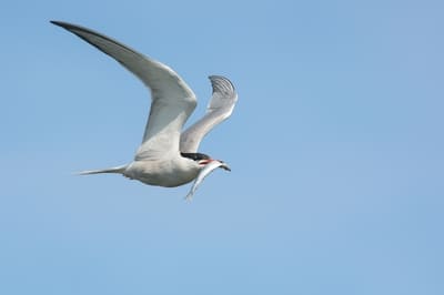 Common Tern