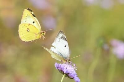 Berger´s Clouded Yellow