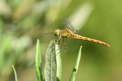 Southern Darter