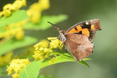 Nettle-tree Butterfly