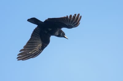 Carrion Crow