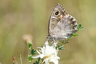 Tree Grayling