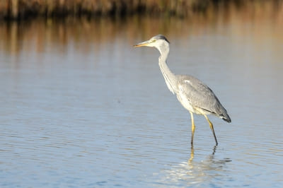 Grey Heron