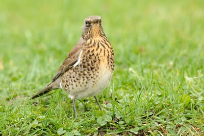 Fieldfare