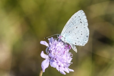 Holly Blue