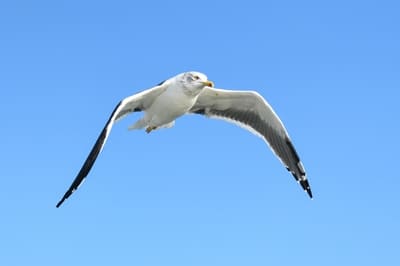 Lesser black-backed Gull